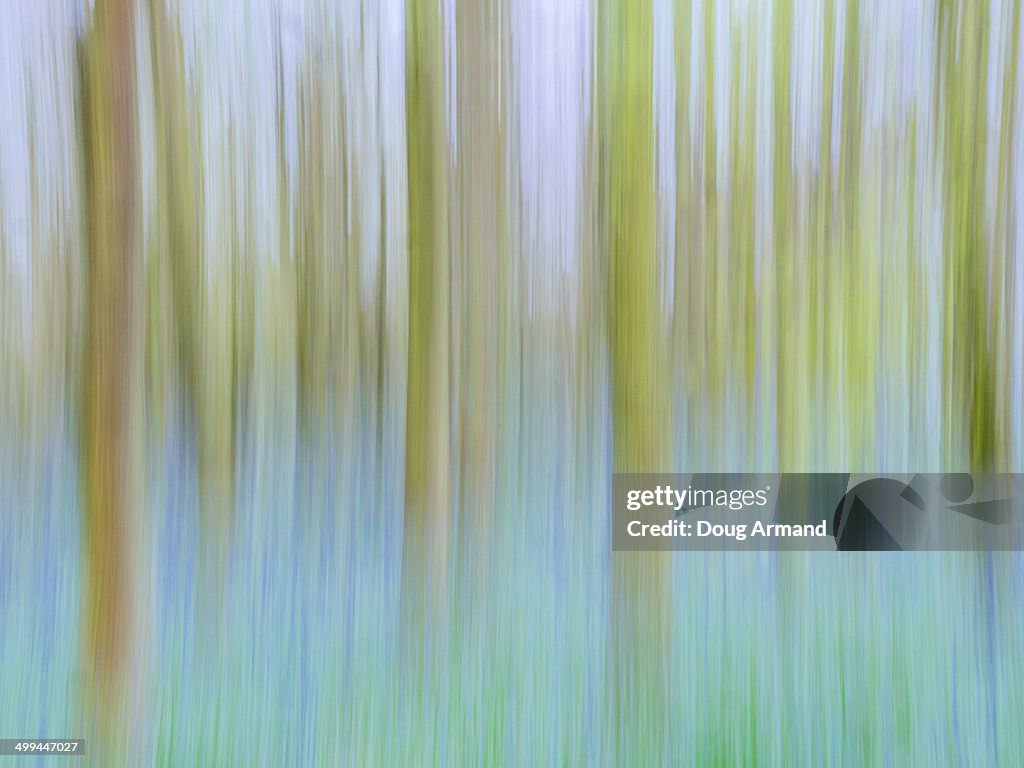 Abstract of field of bluebells