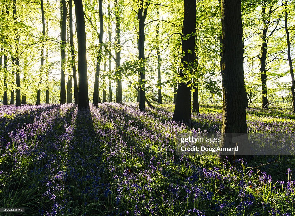 English bluebells in forest in spring sunshine