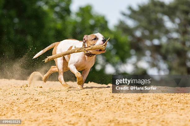 an english stafford puppie with a stick. - stafford terrier stock pictures, royalty-free photos & images
