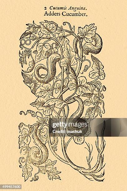 snake gourd plant illustration by gerard 1633 - cucumber pattern stock illustrations