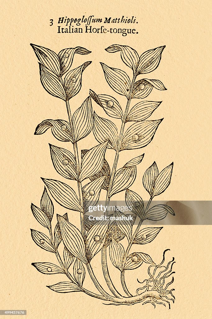 Horse tongue lily plant illustration by Gerard 1633
