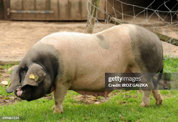 Basque Sow Aoc Basque Kintoa Photos and Premium High Res Pictures - Getty Images