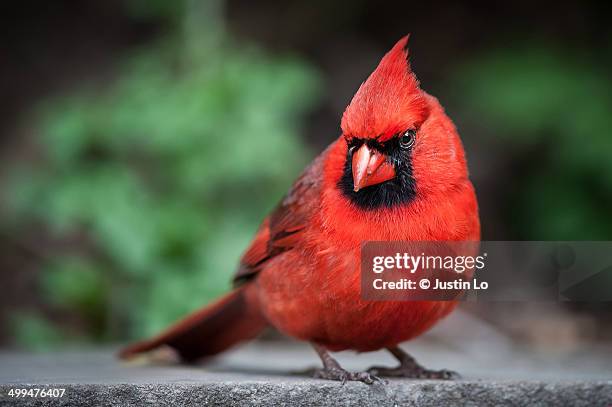Cardinal Look In Up 2,875 Close Up Cardinal Color Photo Stock Photos, High-Res Pictures ...