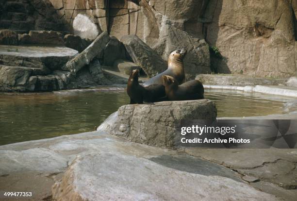 Sea lions at the Tierpark Hagenbeck, a zoo in Hamburg, Germany, 1958.