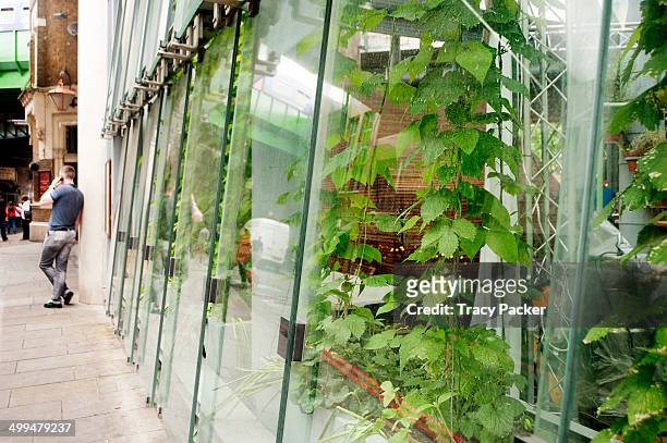Runner Bean plants wind their way up tall canes, from their raised vegetable beds growing salad leaves & herbs, around the glass walls of the...