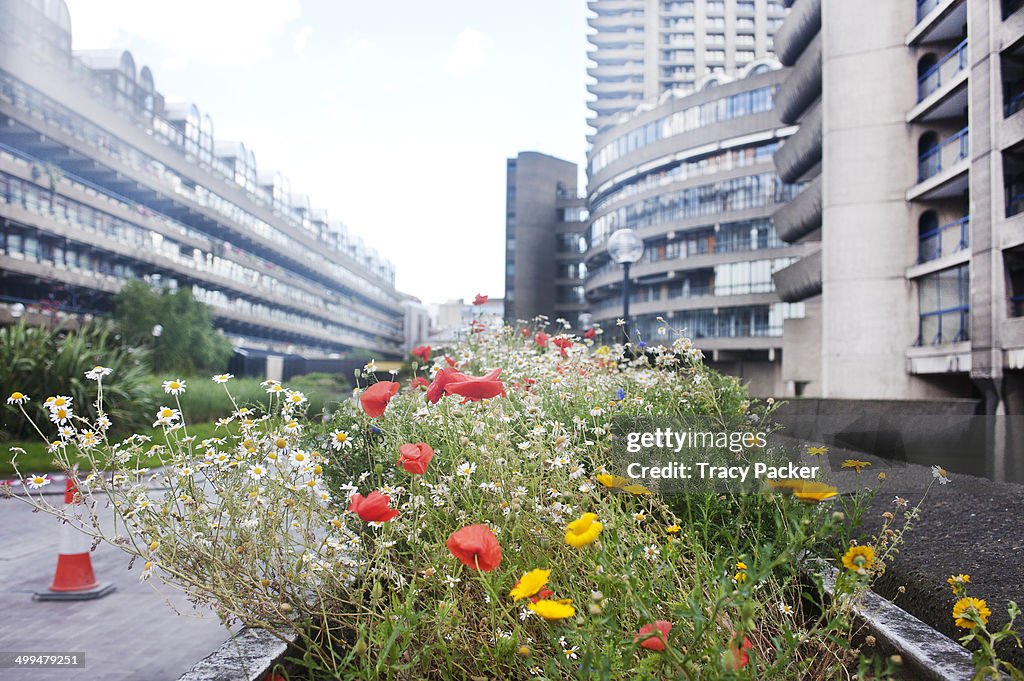 Urban Gardening