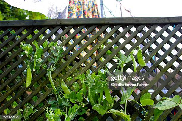 Mange Tout growing on a fence next to a washing line in the garden of a suburban house in England.