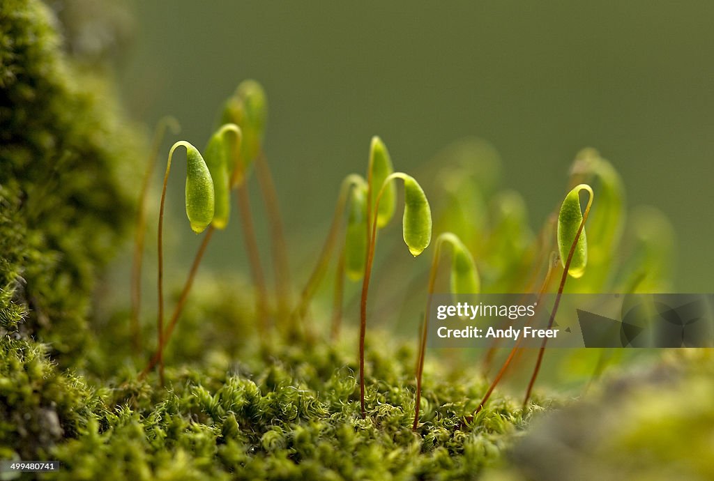 Macro Nature Photography