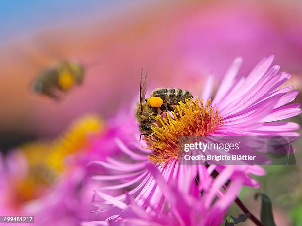 macro nature photography - herbstaster stock pictures, royalty-free photos & images