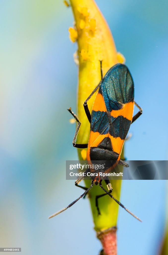 Macro Nature Photography