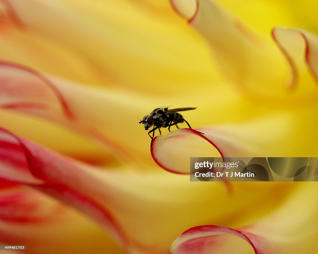Macro Nature Photography