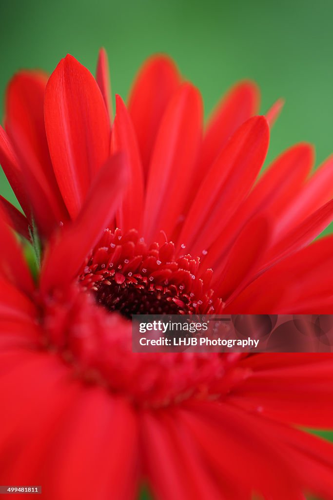 Macro Nature Photography