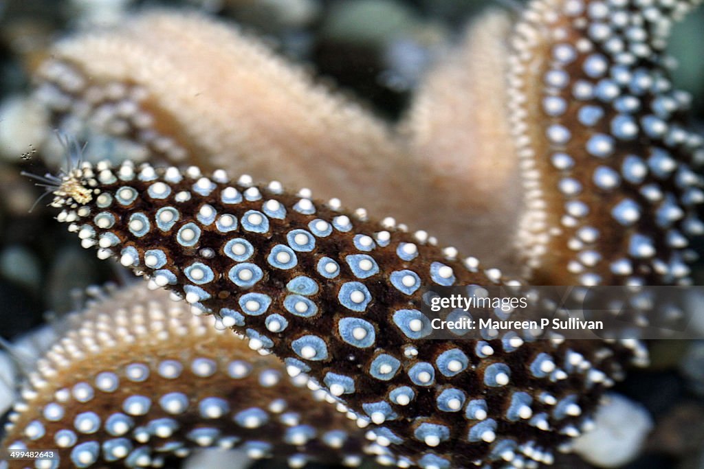 Macro Nature Photography