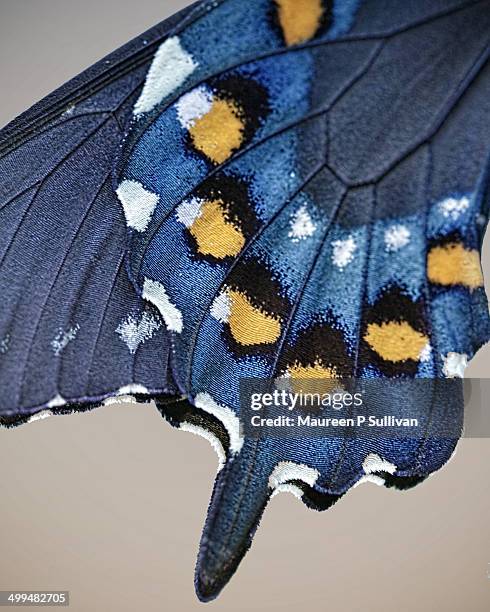 macro nature photography - pipevine swallowtail butterfly stock pictures, royalty-free photos & images