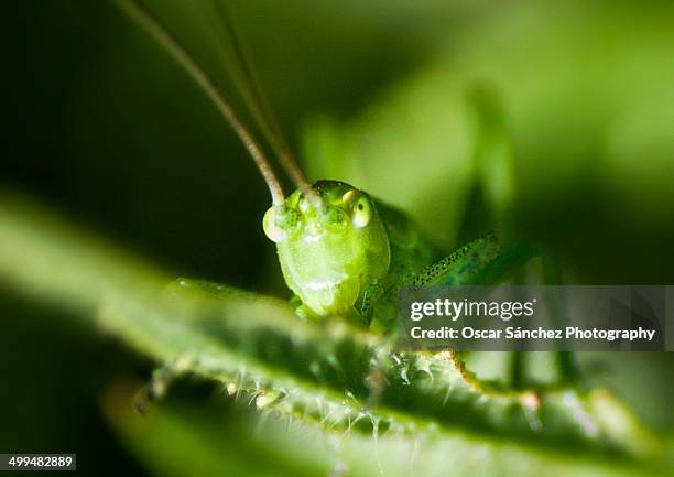 macro nature photography - saltamontes stockfoto's en -beelden