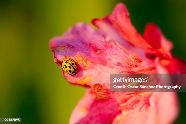 macro nature photography - mariquita stock pictures, royalty-free photos & images