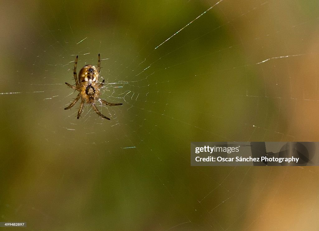 Macro Nature Photography