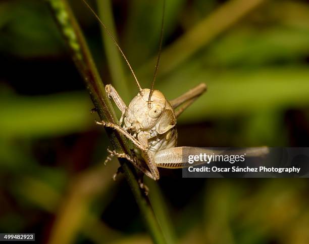 macro nature photography - saltamontes stockfoto's en -beelden