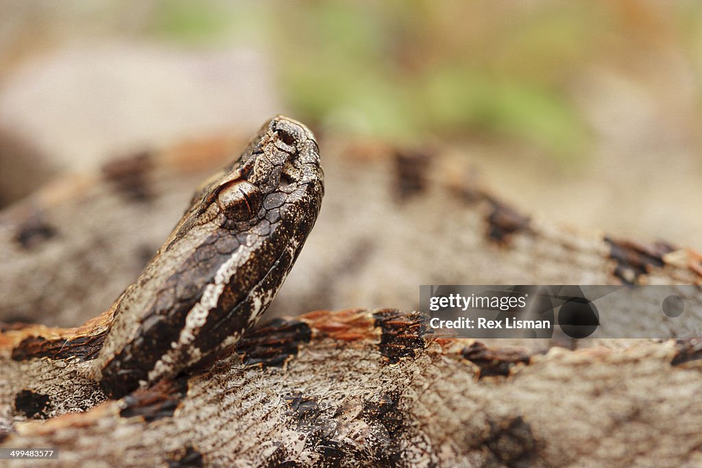 Macro Nature Photography