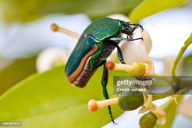 macro nature photography - june beetle stock pictures, royalty-free photos & images