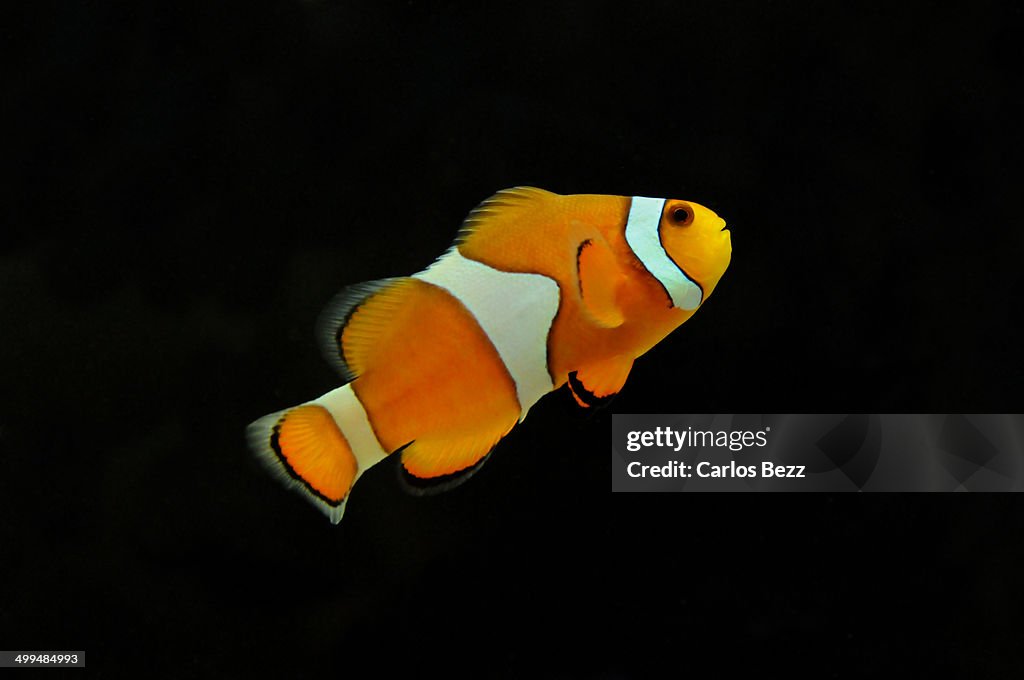 Clownfish