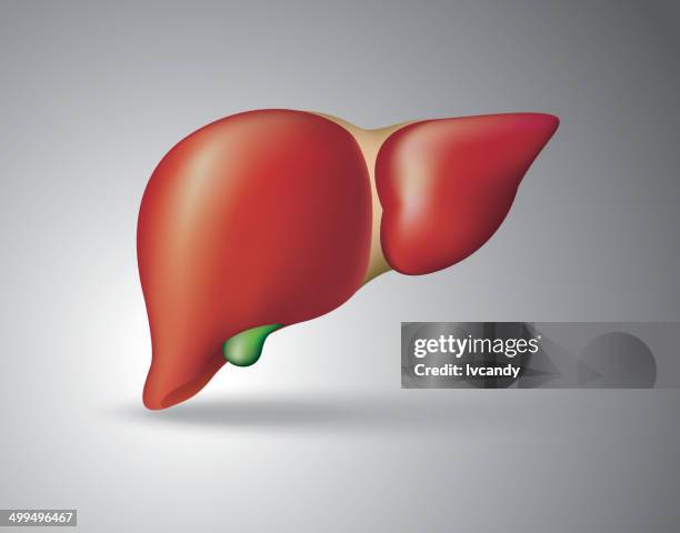 illustrazioni stock, clip art, cartoni animati e icone di tendenza di fegato umano - human liver