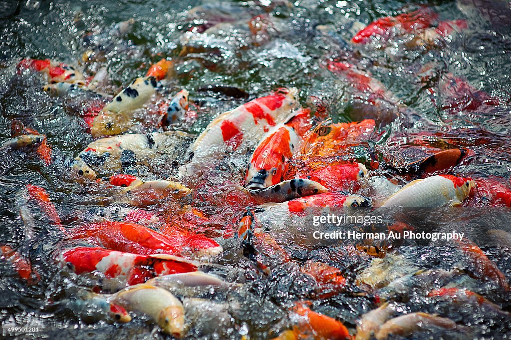 Koi Pond