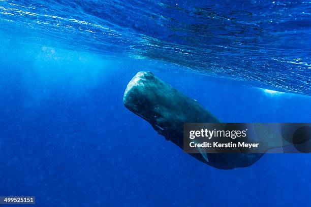 sperm whale in bubbles - sperm whale stock pictures, royalty-free photos & images