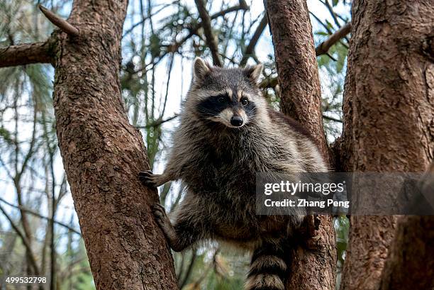 Fat raccoon stands on the tree. The raccoon is a highly intelligent carnivore.