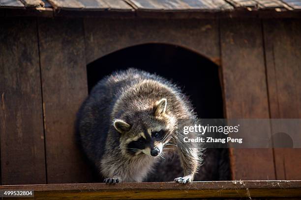 Rotund Racoon 17 Fat Raccoon Stock Photos, High-Res Pictures, and Images - Getty Images