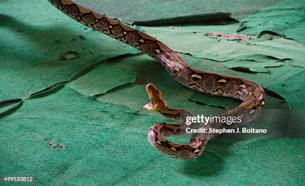 Female Snake Handler 1,396 Snake Handlers Stock Photos, High-Res Pictures, and Images ...