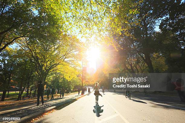 autumn sun shines from behind autumn color tree. - running in the sun stock-fotos und bilder