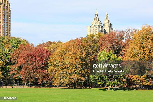 autumn color trees at sheep meadow. - new york basks in sunny indian summer day stock-fotos und bilder