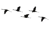 Crane flock