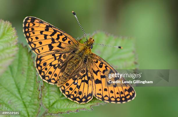 pearl bordered fritillary - papillon fritillaire photos et images de collection