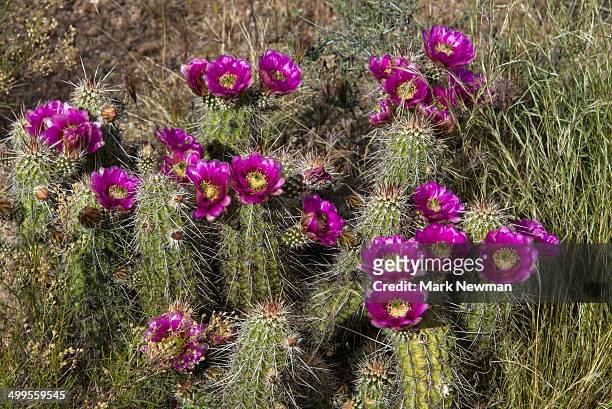 blooming cactus - mark bloom fotografías e imágenes de stock