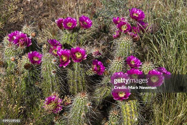 blooming cactus - mark bloom stock pictures, royalty-free photos & images