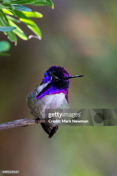 costa's humminbird, calypte costae - コスタハチドリ ストックフォトと画像