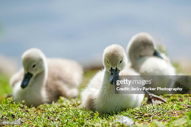 mute swan cygnets - cygnet stock pictures, royalty-free photos & images