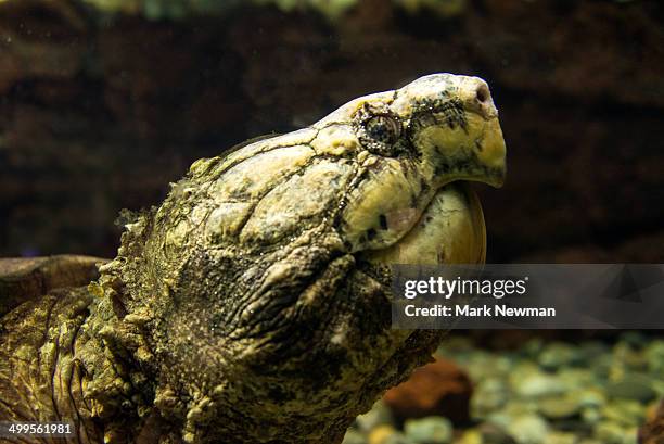 alligator anapping turtle, macrochelys temminckii - temminckii stock pictures, royalty-free photos & images
