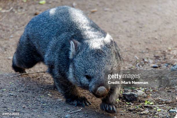 tasmanian wombat, vombatus ursinus tasmaniensis - wombat fotografías e imágenes de stock