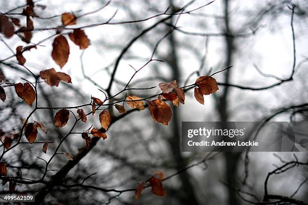 autumn leaves on winter trees - chipping campden winter stock pictures, royalty-free photos & images