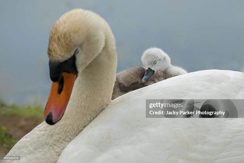 Mute Swan with Cygnet on her back
