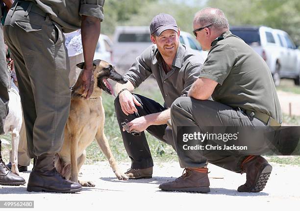 Prince Harry with a Ranger Tracker dog as he visits the South African Wildlife College on December 2, 2015 in Hoedspruit, South Africa. Prince Harry...