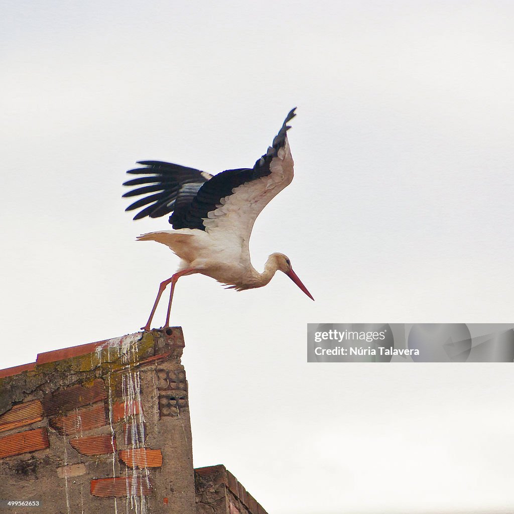 Stork about to take off from a rooftop