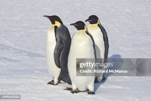 Three emperors Three emperors