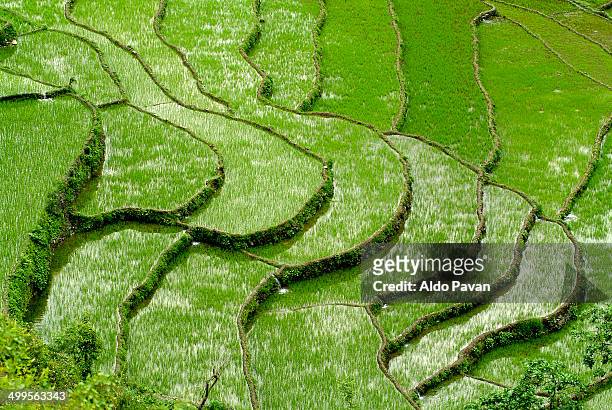 chamba, rice fields - terraced field stock pictures, royalty-free photos & images