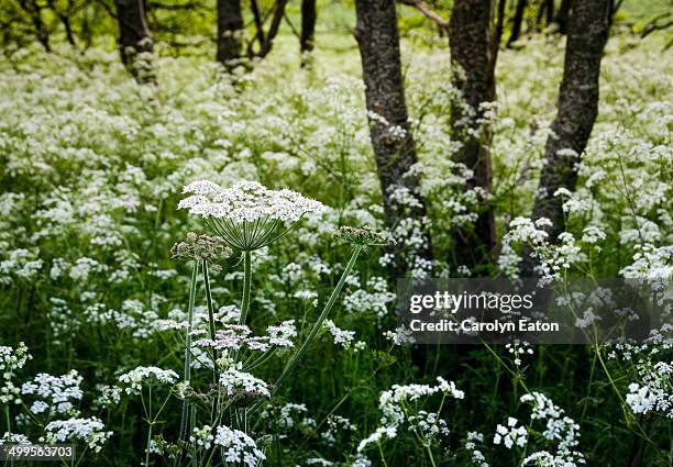 cow parsley - cow parsley stock pictures, royalty-free photos & images