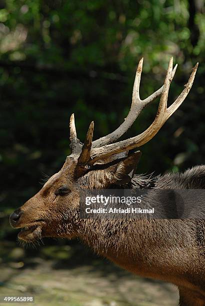 Java Ouse Deer Java Deer Photos and Premium High Res Pictures - Getty Images