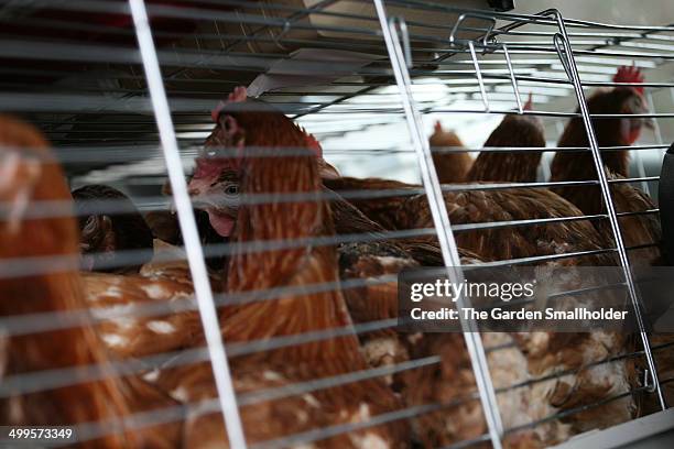 battery chickens - caged farm animals stock pictures, royalty-free photos & images